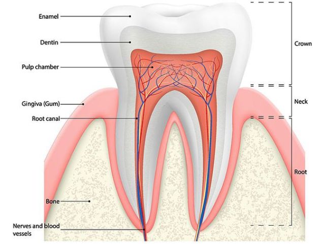 An image showcasing the Dentistry / Stomatology package, provided by Shalman Dentistry An image showcasing the Dentistry / Stomatology package, provided by Shalman Dentistry