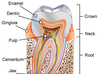 An image showcasing the Root Canal Treatment package, provided by Broadway Family Dental An image showcasing the Root Canal Treatment package, provided by Broadway Family Dental